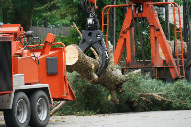 Best Tree Preservation Services  in Thomaston, GA